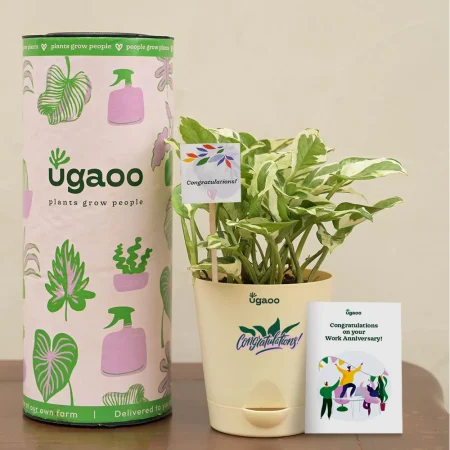 Money Plant N'Joy Corporate Gift Hamper