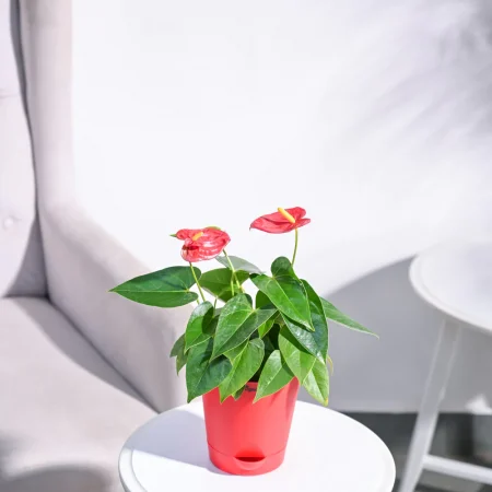 Anthurium Red Plant