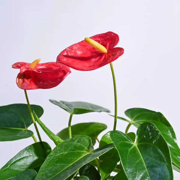 Anthurium Red Plant - Image 2