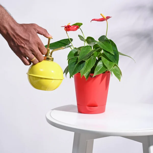 Anthurium Red Plant - Image 3