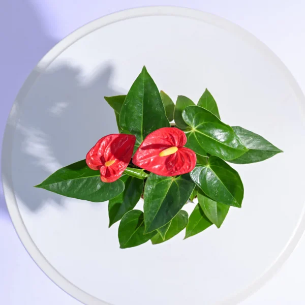 Anthurium Red Plant - Image 4